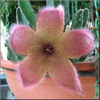 Stapelia 18